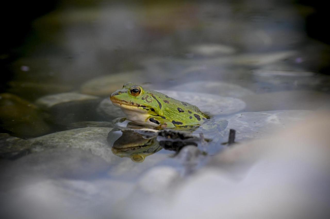 Ferienhof Metzler Bodnegg Bagian luar foto