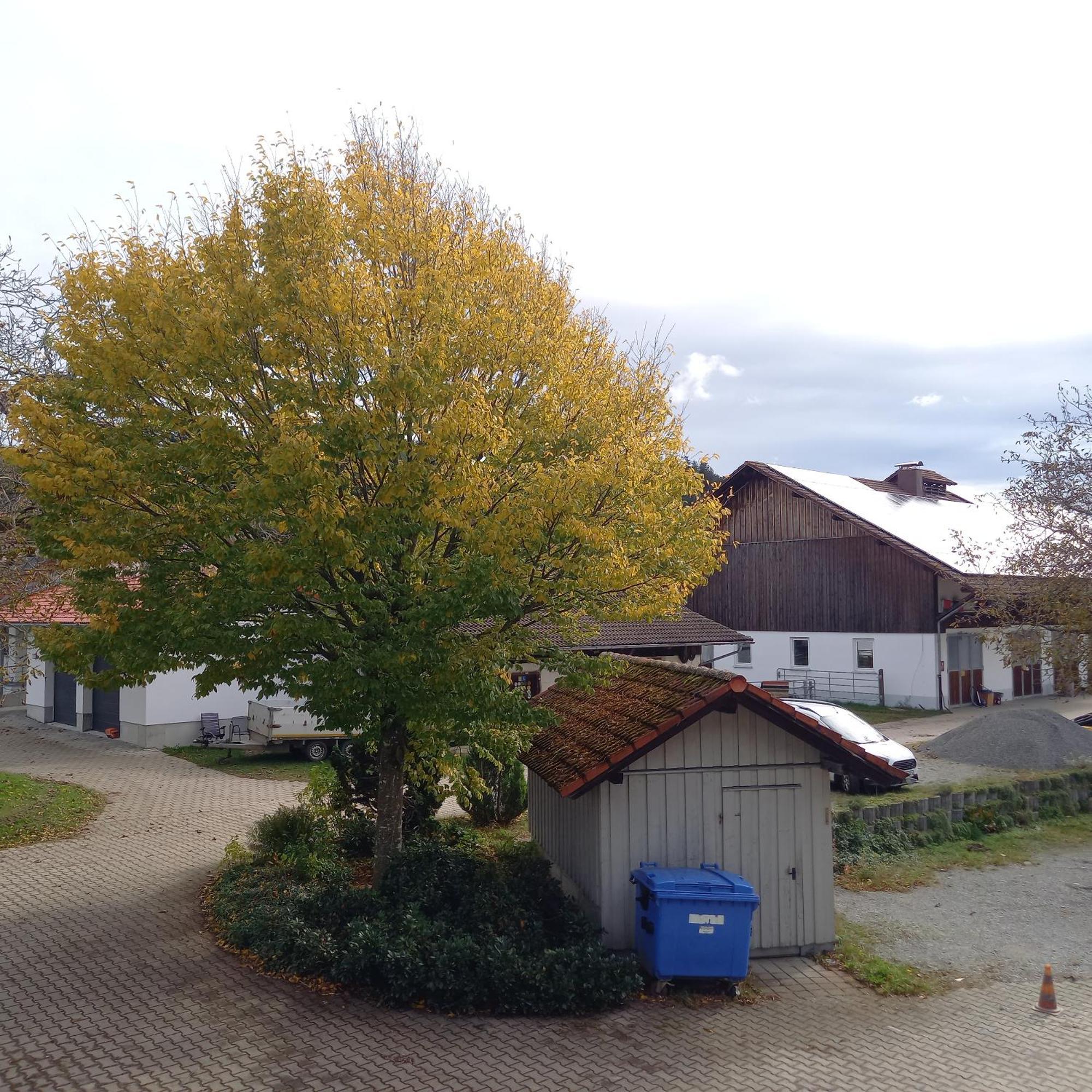 Ferienhof Metzler Bodnegg Bagian luar foto